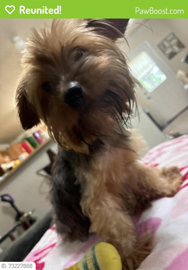 Reunited Female Dog last seen summit pass, San Antonio, TX 78229