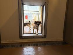 Shelter Stray Male Dog last seen SAN JACINTO X DIANA, 227 N D St, Perris, CA 92570, USA
