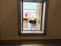 Shelter Stray Male Dog last seen SAN JACINTO X DIANA, 227 N D St, Perris, CA 92570, USA