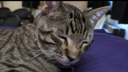 Reunited Male Cat last seen Concourse Ave and Plaza Libre S, Montebello, CA 90640
