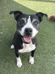 Shelter Stray Female Dog last seen , 11361 W Pico Blvd, Los Angeles, CA 90064, USA