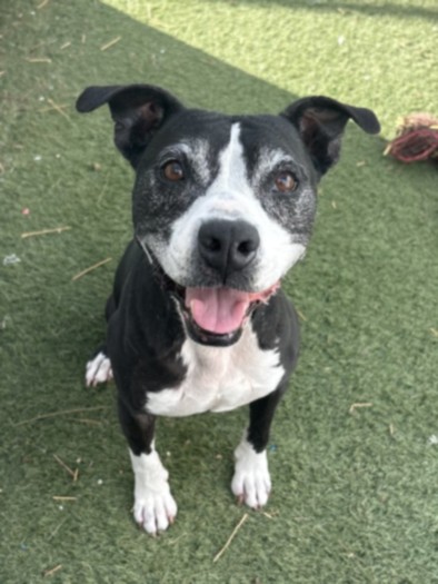 Shelter Stray Female Dog last seen , 11361 W Pico Blvd, Los Angeles, CA 90064, USA
