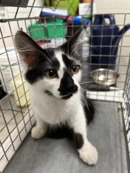 Shelter Stray Male Cat last seen F AVE & E 22ND ST, 130 Beyer Way, Chula Vista, CA 91911, USA