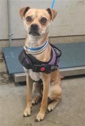 Shelter Stray Male Dog last seen , 600 Aviation Dr, Camarillo, CA 93010, USA