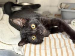 Shelter Stray Female Cat last seen , 1850 W 60th St, Los Angeles, CA 90047, USA