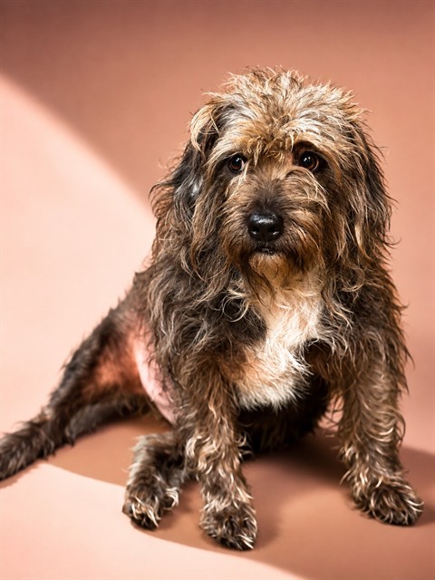 Shelter Stray Male Dog last seen Near BLOCK NELMS ST, 2020 Forest St, Jacksonville, FL 32204, USA