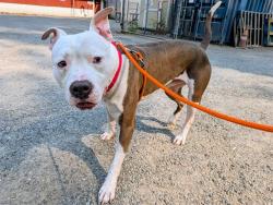 Shelter Stray Male Dog last seen Near BLOCK 148TH AVE SE, BELLEVUE WA 98007, 21615 64th Ave S, Kent, WA 98032, USA