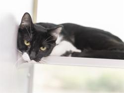 Shelter Stray Male Cat last seen WILSHIRE DR/56TH AVE, 5501 E Van Buren St, Phoenix, AZ 85008, USA
