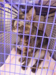 Shelter Stray Female Cat last seen Near BLOCK E CARTER, 5501 E Van Buren St, Phoenix, AZ 85008, USA