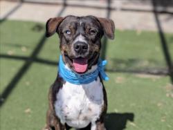 Shelter Stray Male Dog last seen , 957 N Gaffey St, San Pedro, CA 90731, USA