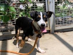 Shelter Stray Male Dog last seen , 957 N Gaffey St, San Pedro, CA 90731, USA