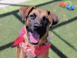 Shelter Stray Female Dog last seen , 957 N Gaffey St, San Pedro, CA 90731, USA