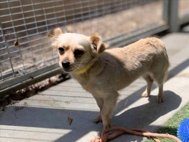 Shelter Stray Female Dog last seen , 957 N Gaffey St, San Pedro, CA 90731, USA