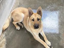 Shelter Stray Female Dog last seen , 957 N Gaffey St, San Pedro, CA 90731, USA