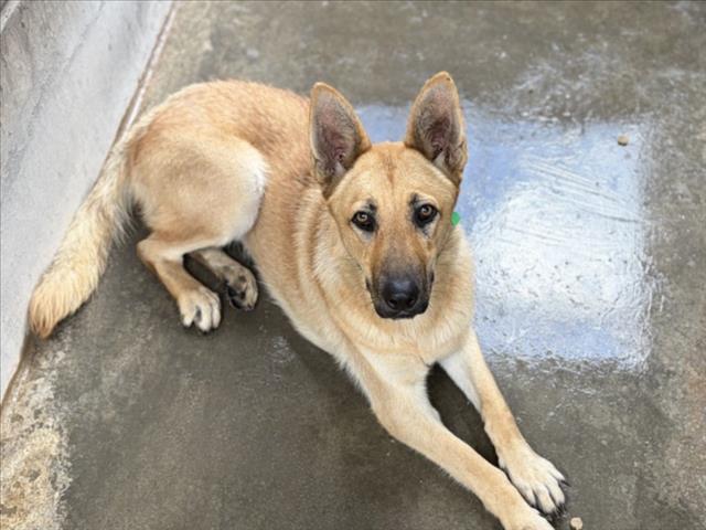 Shelter Stray Female Dog last seen , 957 N Gaffey St, San Pedro, CA 90731, USA