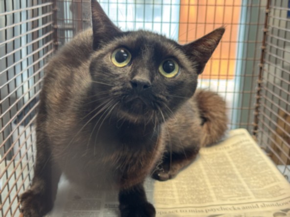 Shelter Stray Female Cat last seen , 957 N Gaffey St, San Pedro, CA 90731, USA