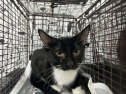 Shelter Stray Male Cat last seen , 957 N Gaffey St, San Pedro, CA 90731, USA