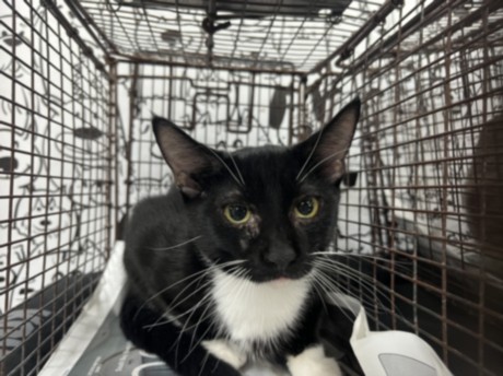 Shelter Stray Male Cat last seen , 957 N Gaffey St, San Pedro, CA 90731, USA