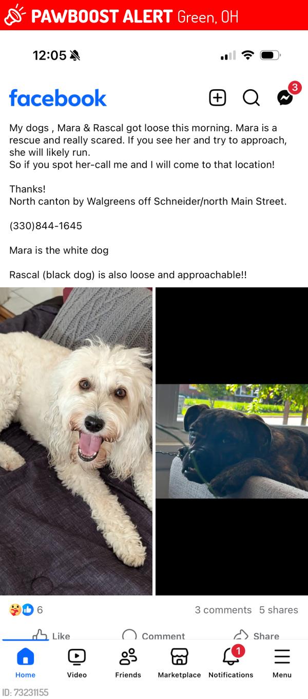 Lost Female Dog last seen Wise road, Green, OH 44685