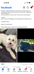 Lost Female Dog last seen Wise road, Green, OH 44685