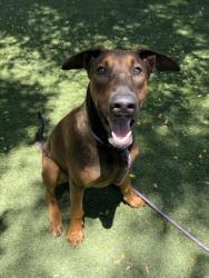 Shelter Stray Male Dog last seen , West Valley Animal Shelter, 20655 Plummer St, Chatsworth, CA 91311, USA