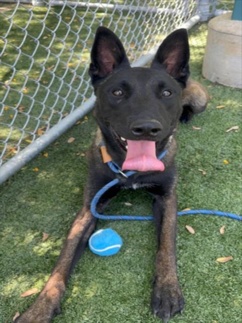 Shelter Stray Male Dog last seen , West Valley Animal Shelter, 20655 Plummer St, Chatsworth, CA 91311, USA