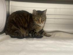 Shelter Stray Female Cat last seen VOLLEY RD, 11232 B Ave, Auburn, CA 95603, USA