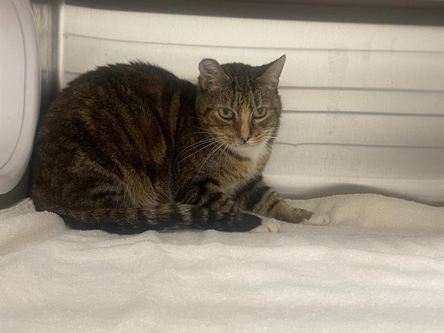 Shelter Stray Female Cat last seen VOLLEY RD, 11232 B Ave, Auburn, CA 95603, USA