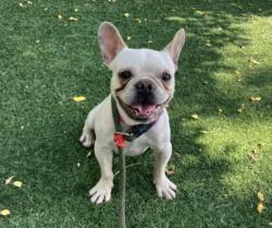 Shelter Stray Male Dog last seen , West Valley Animal Shelter, 20655 Plummer St, Chatsworth, CA 91311, USA