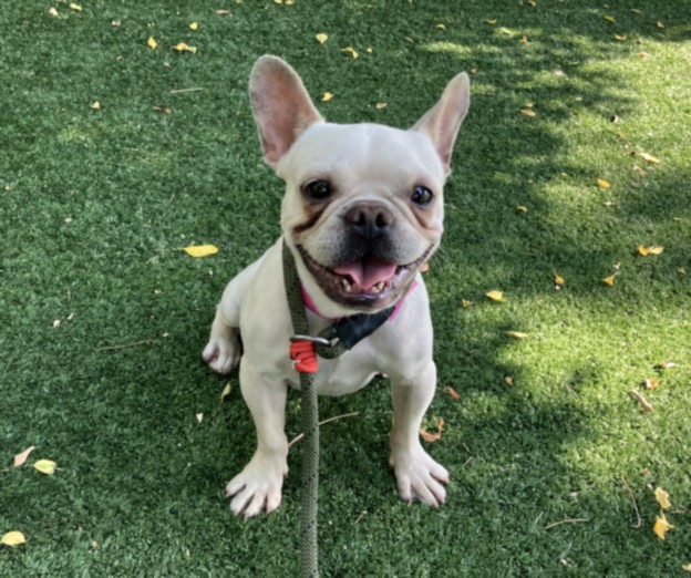 Shelter Stray Male Dog last seen , West Valley Animal Shelter, 20655 Plummer St, Chatsworth, CA 91311, USA