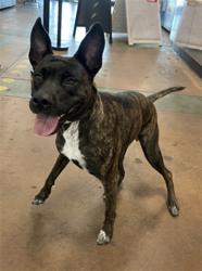 Shelter Stray Female Dog last seen , 14409 Vanowen St, Van Nuys, CA 91405, USA