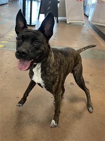 Shelter Stray Female Dog last seen , 14409 Vanowen St, Van Nuys, CA 91405, USA