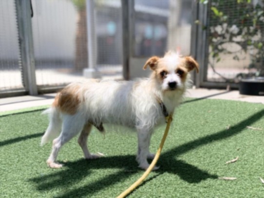 Shelter Stray Male Dog last seen , West Valley Animal Shelter, 20655 Plummer St, Chatsworth, CA 91311, USA