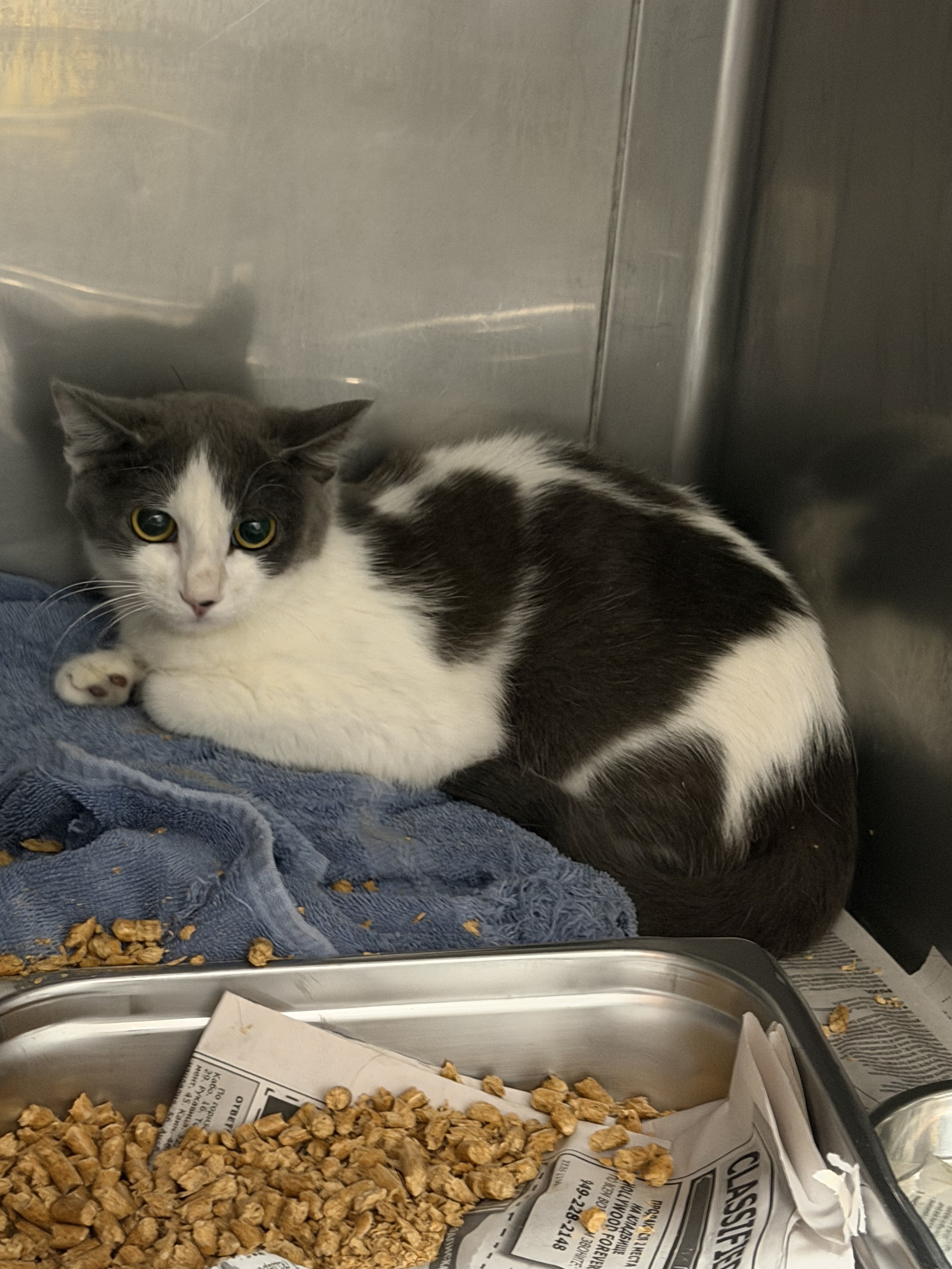 Shelter Stray Female Cat last seen , West Valley Animal Shelter, 20655 Plummer St, Chatsworth, CA 91311, USA