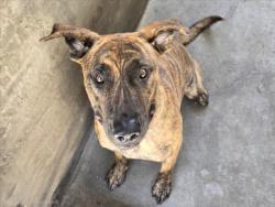 Shelter Stray Female Dog last seen , 14409 Vanowen St, Van Nuys, CA 91405, USA