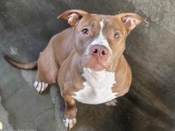 Shelter Stray Male Dog last seen , 14409 Vanowen St, Van Nuys, CA 91405, USA