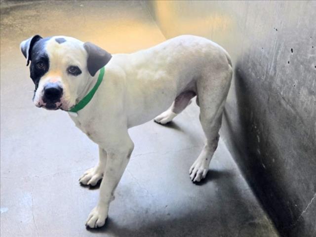 Shelter Stray Male Dog last seen , 14409 Vanowen St, Van Nuys, CA 91405, USA