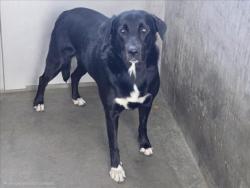 Shelter Stray Female Dog last seen , 14409 Vanowen St, Van Nuys, CA 91405, USA