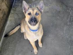 Shelter Stray Female Dog last seen , 14409 Vanowen St, Van Nuys, CA 91405, USA