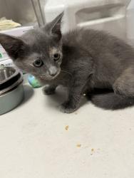 Shelter Stray Female Cat last seen , West Valley Animal Shelter, 20655 Plummer St, Chatsworth, CA 91311, USA