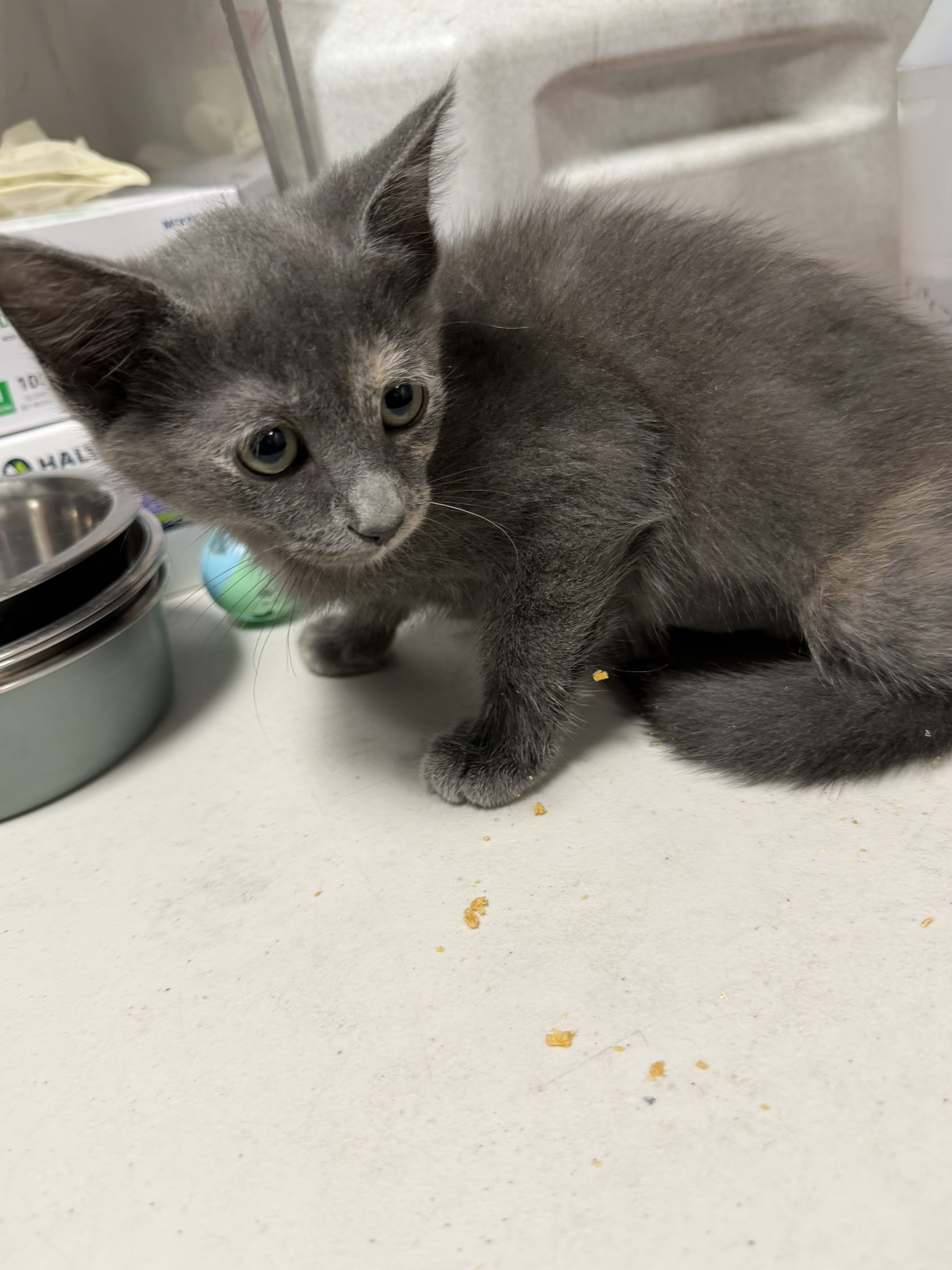 Shelter Stray Female Cat last seen , West Valley Animal Shelter, 20655 Plummer St, Chatsworth, CA 91311, USA