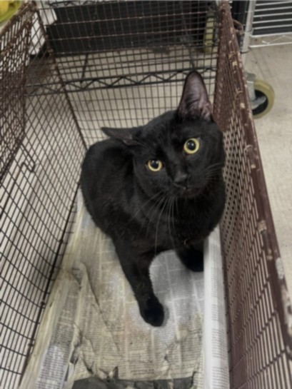 Shelter Stray Unknown Cat last seen , 14409 Vanowen St, Van Nuys, CA 91405, USA