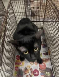 Shelter Stray Unknown Cat last seen , 14409 Vanowen St, Van Nuys, CA 91405, USA