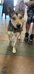 Shelter Stray Male Dog last seen , 14409 Vanowen St, Van Nuys, CA 91405, USA