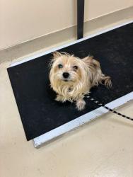 Shelter Stray Unknown Dog last seen DIXON LANDING, 1950 Stevenson Blvd, Fremont, CA 94538, USA