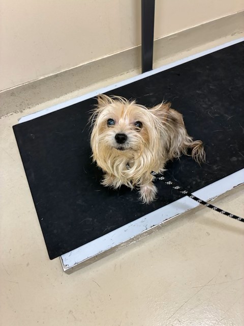 Shelter Stray Unknown Dog last seen DIXON LANDING, 1950 Stevenson Blvd, Fremont, CA 94538, USA