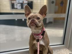 Shelter Stray Female Dog last seen , 3201 Lacy St, Los Angeles, CA 90031, USA