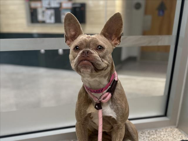 Shelter Stray Female Dog last seen , 3201 Lacy St, Los Angeles, CA 90031, USA