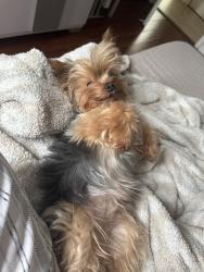 Reunited Female Dog last seen Near SW 108th Terrace, Miami, FL 33186, USA, Miami, FL 33186