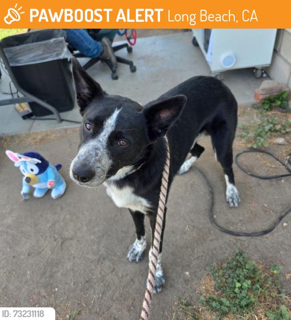 Found/Stray Male Dog last seen Near Orizaba Avenue, Long Beach, CA, USA, Long Beach, CA 90804